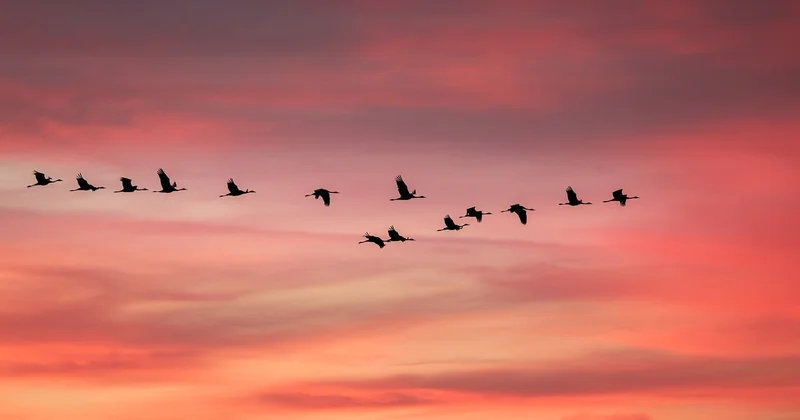 Where migration actually breaks, and why it's rarely the software's fault